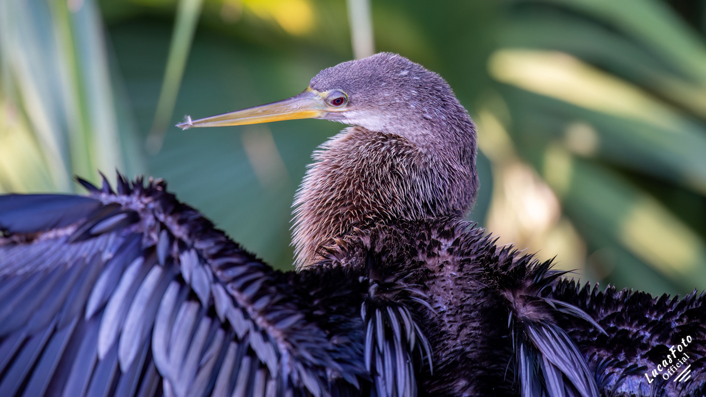 Anhinga