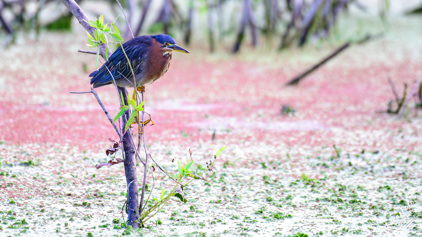 Green Heron