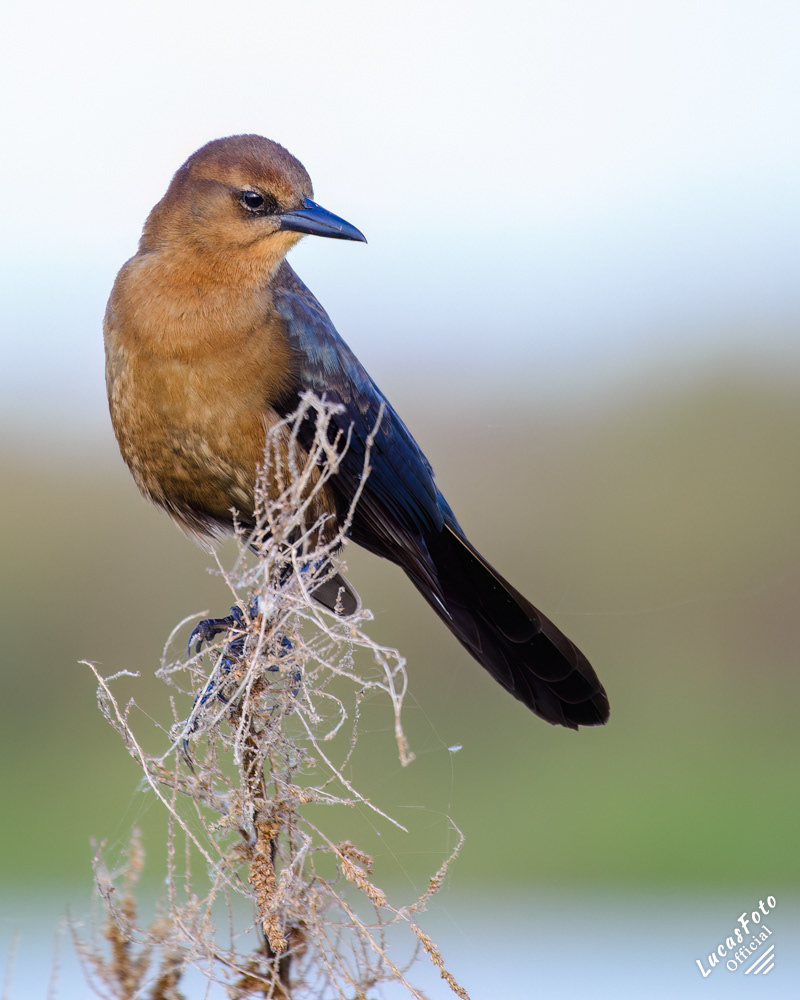 Boat-tailed Grackle