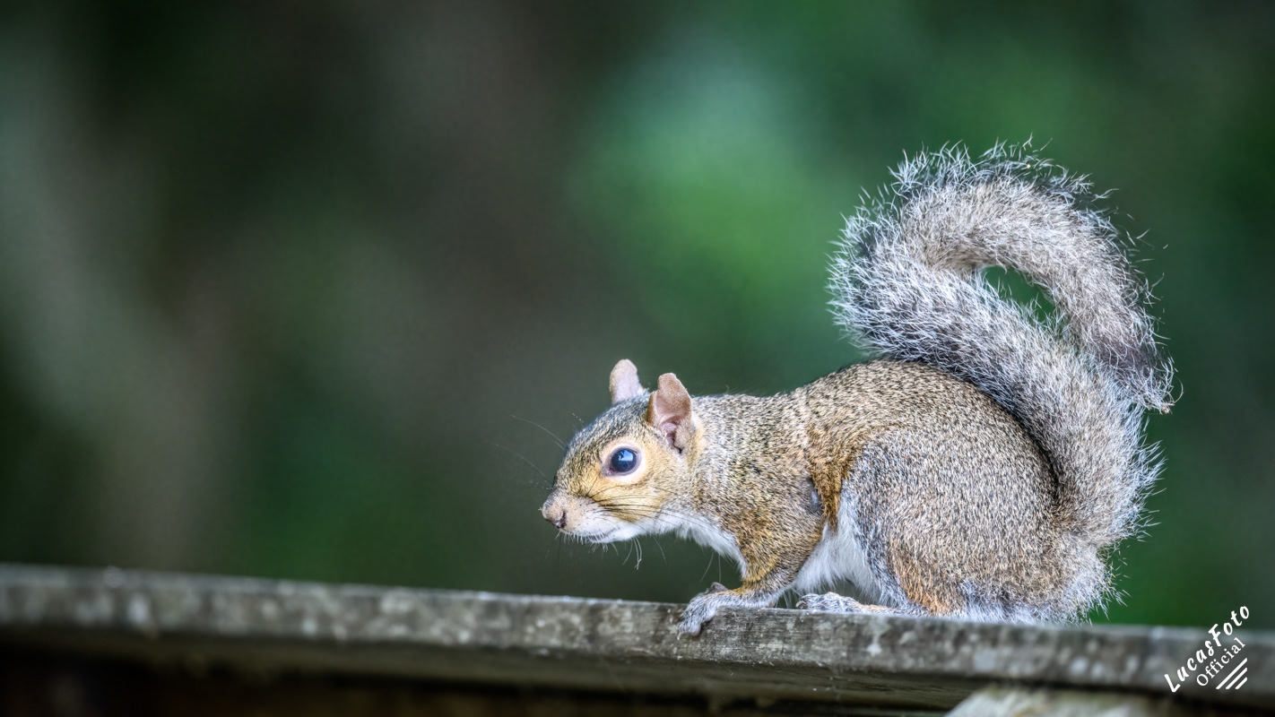 Gray Squirrel