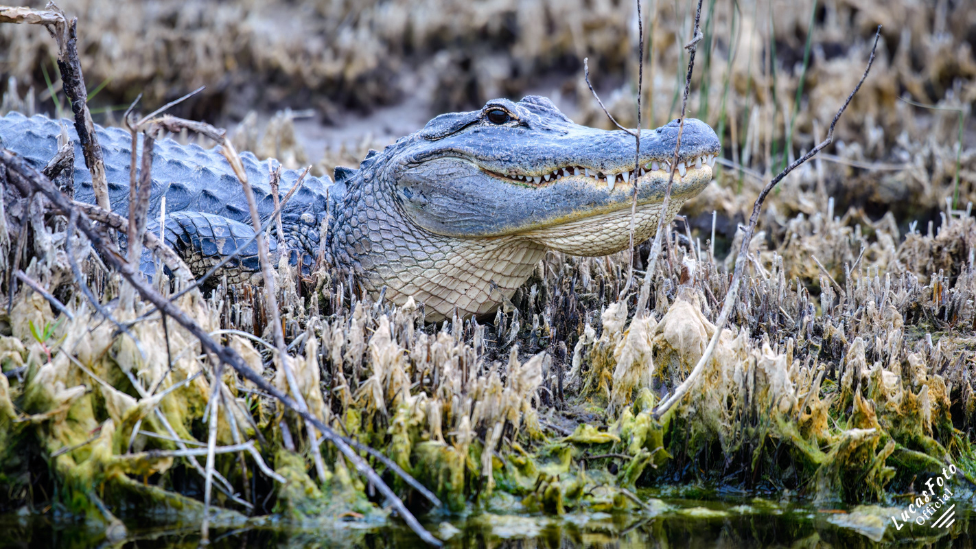 Alligator
