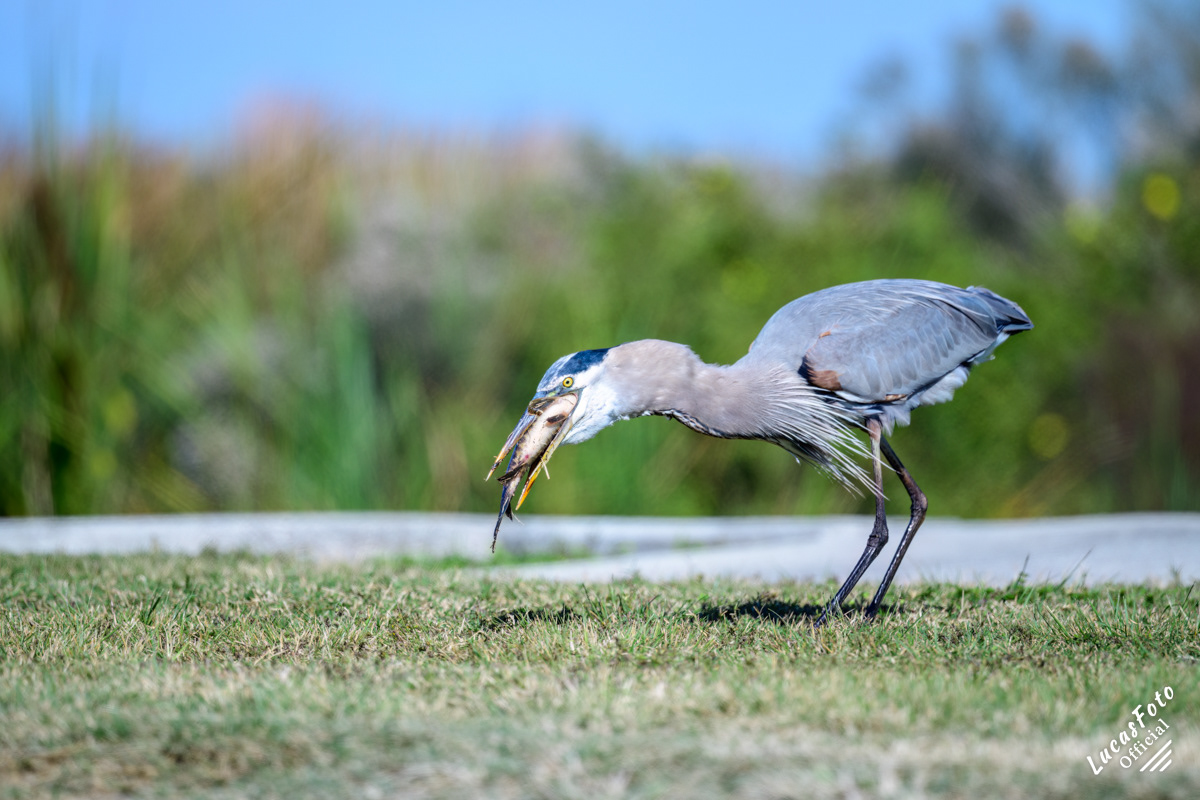 Great Blue Heron