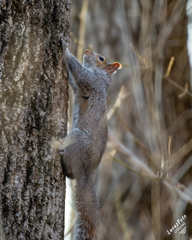 Gray Squirrel