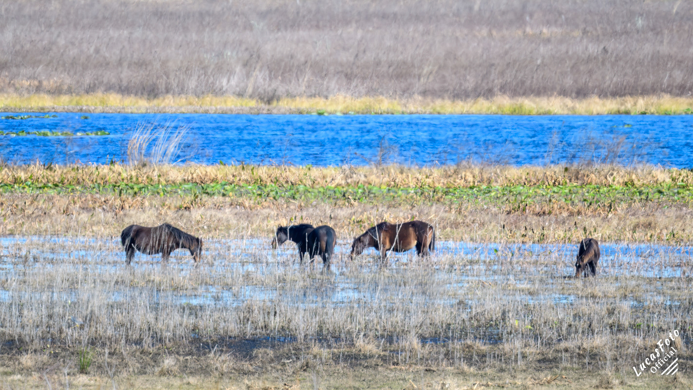 Wild Horse