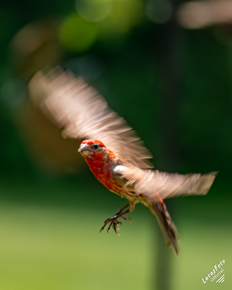 House Finch