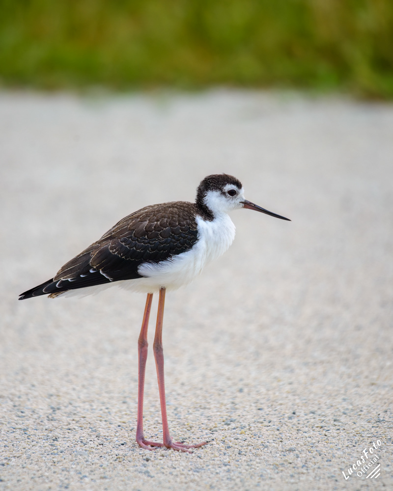 Black-necked Stilt