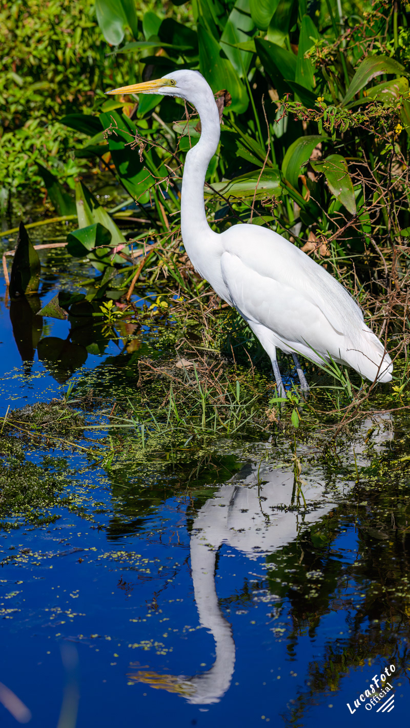 Great Egret