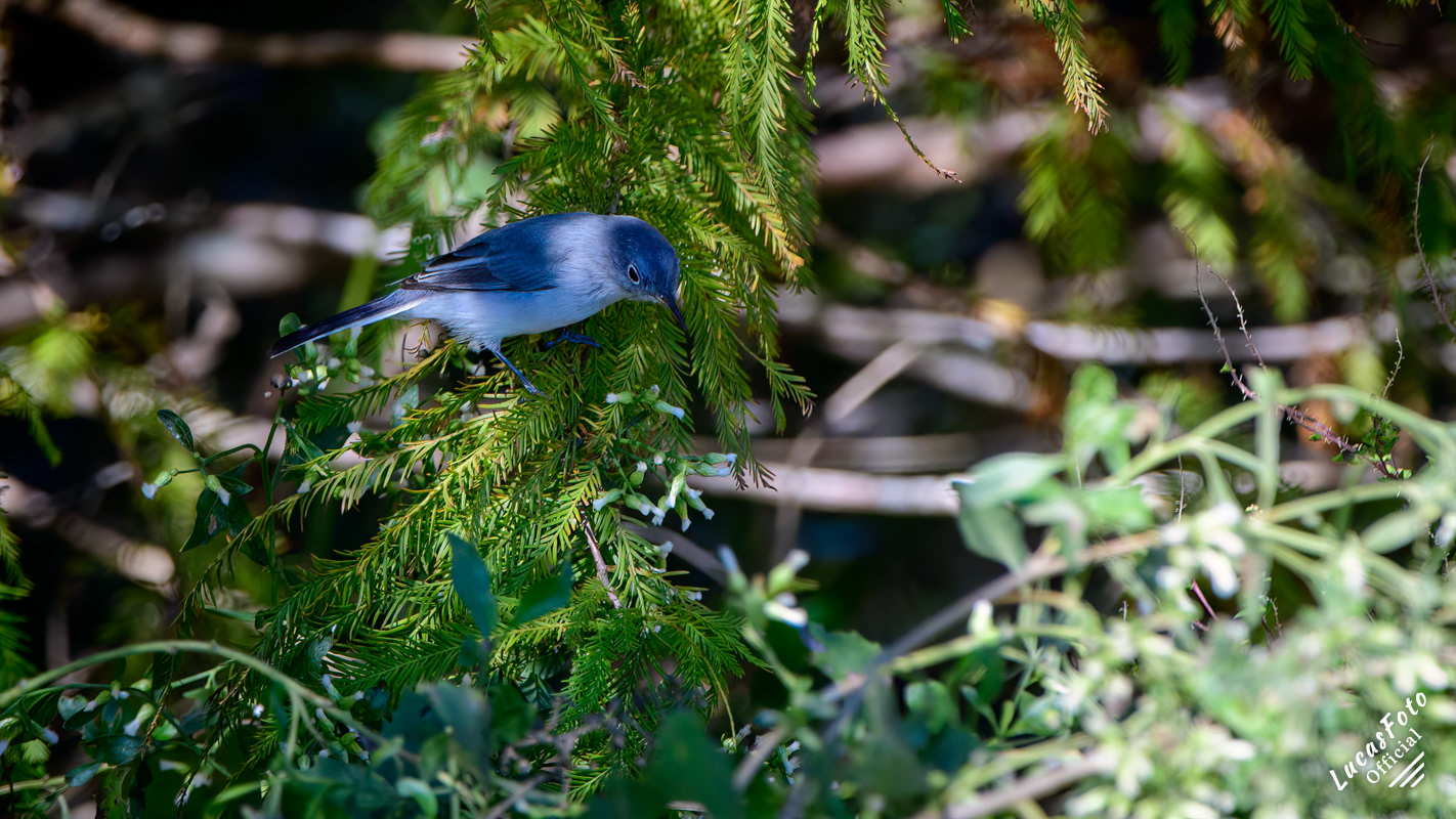 Blue-gray Gnatcatcher
