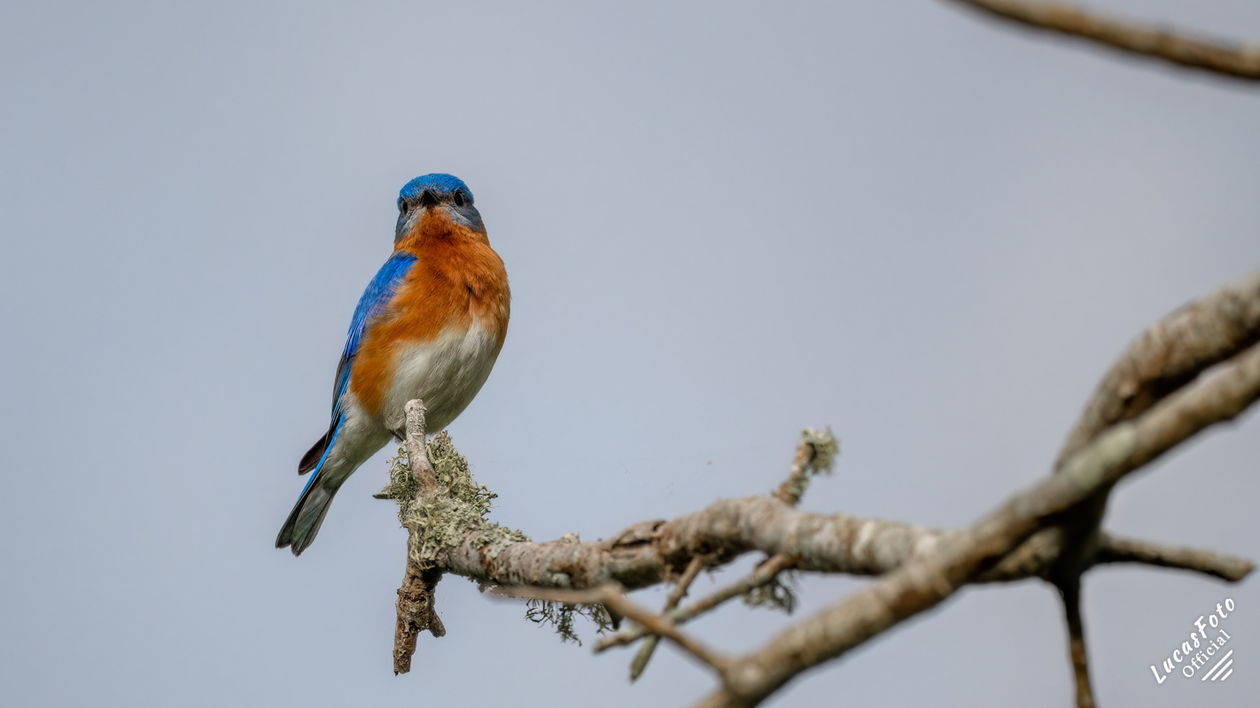 Eastern Bluebird