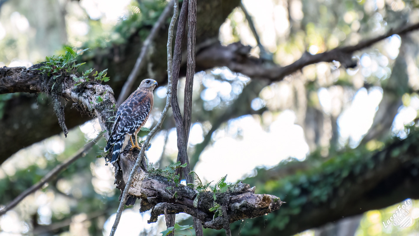Red-shouldered Hawk