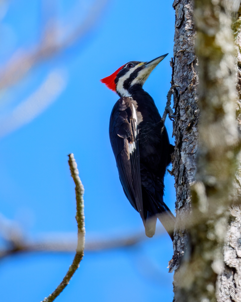 Pileated Woodpecker