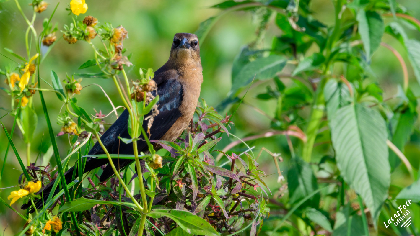 Boat-tailed Grackle