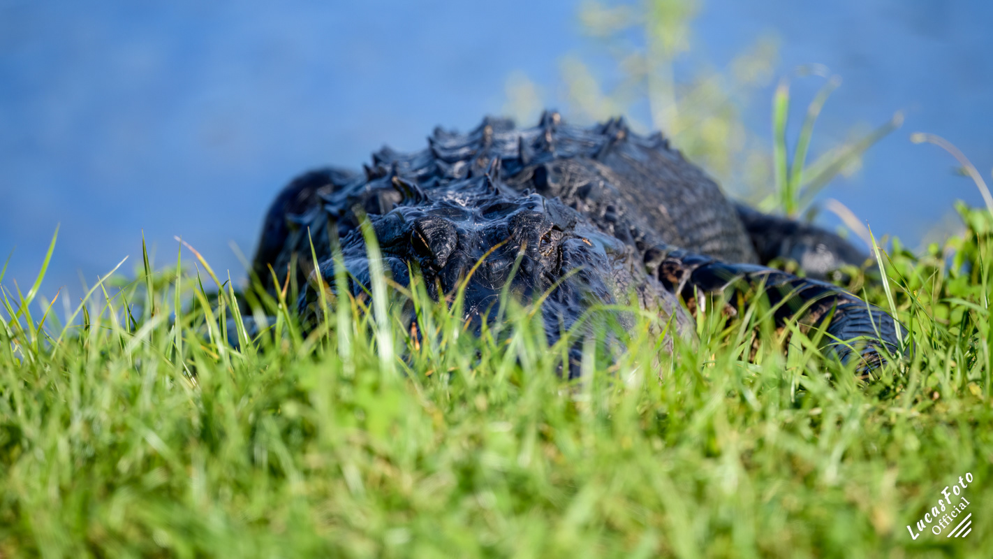 Alligator