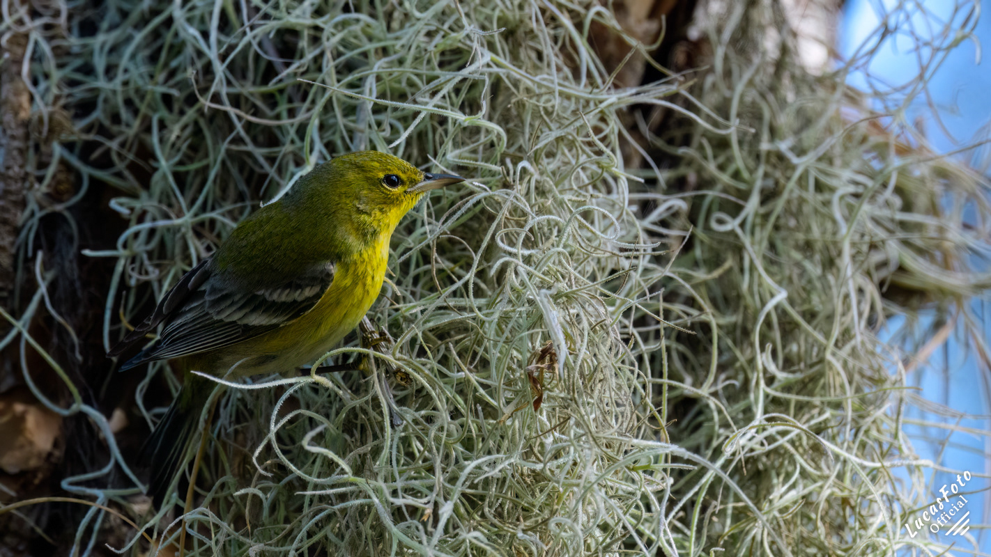 Pine Warbler