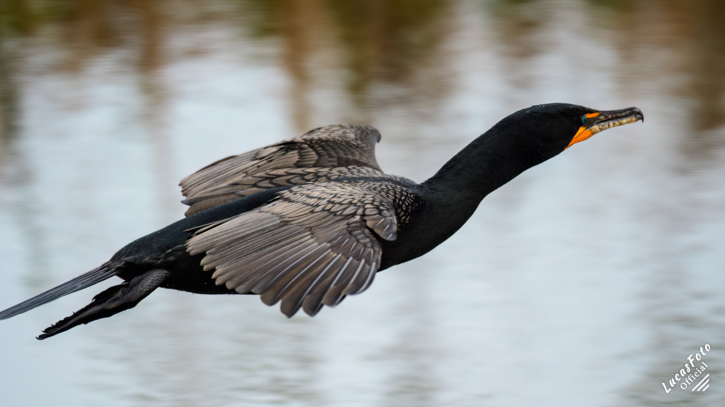 Double-crested Cormorant