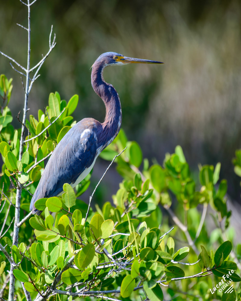 Tricolored Heron
