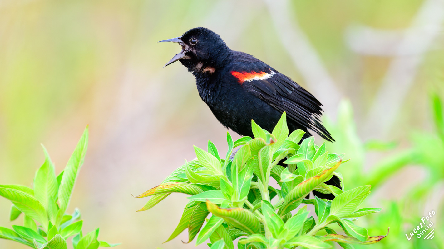 Red-winged Blackbird