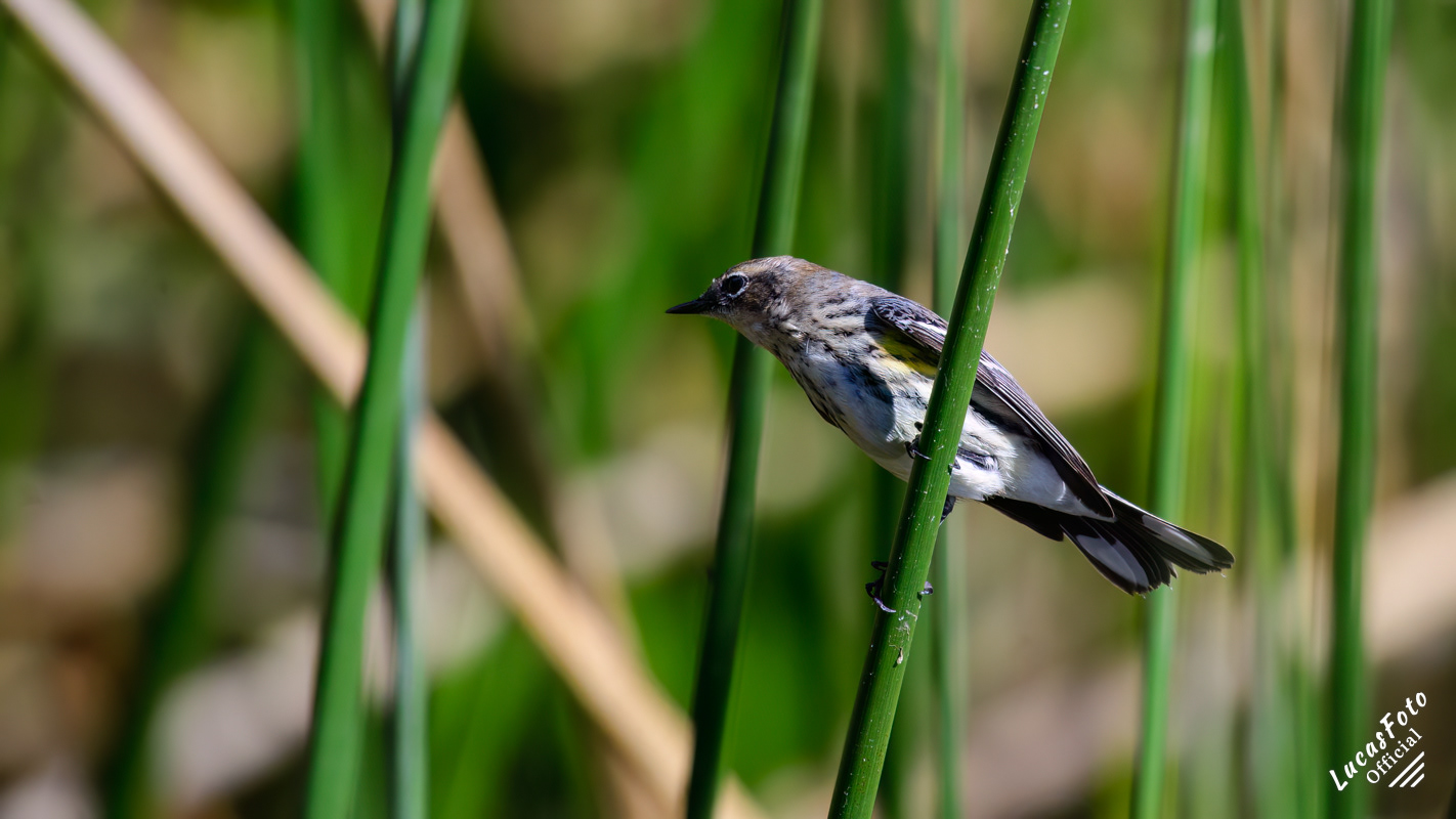 Yellow-rumped Warbler