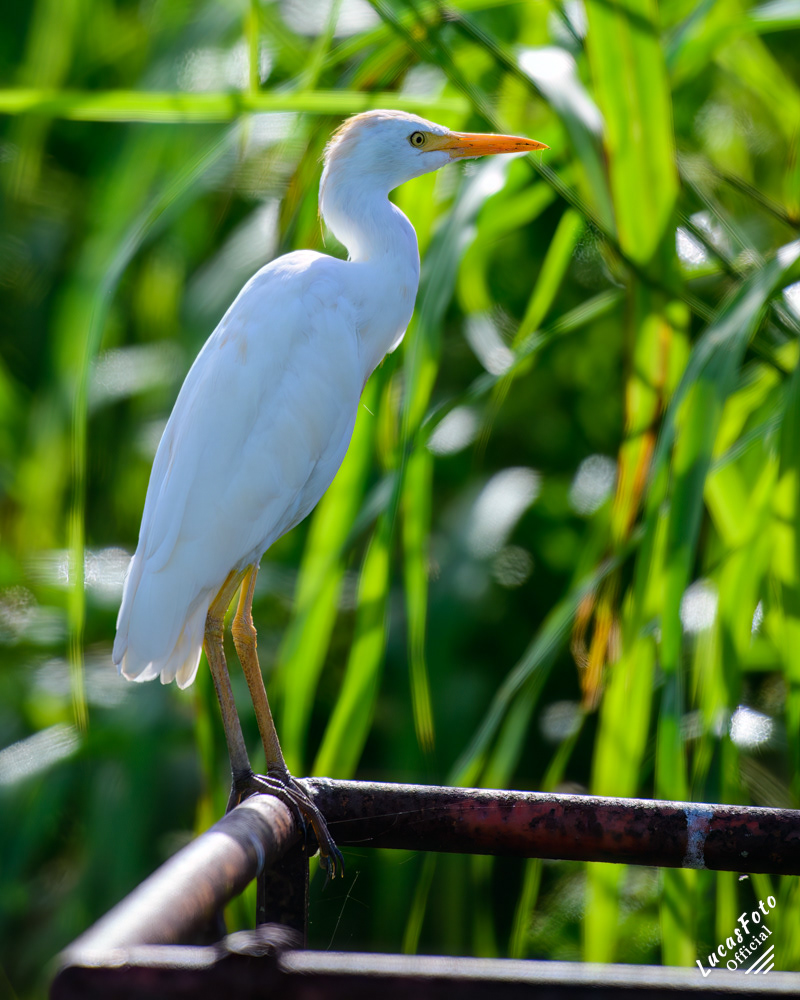 Cattle Egret