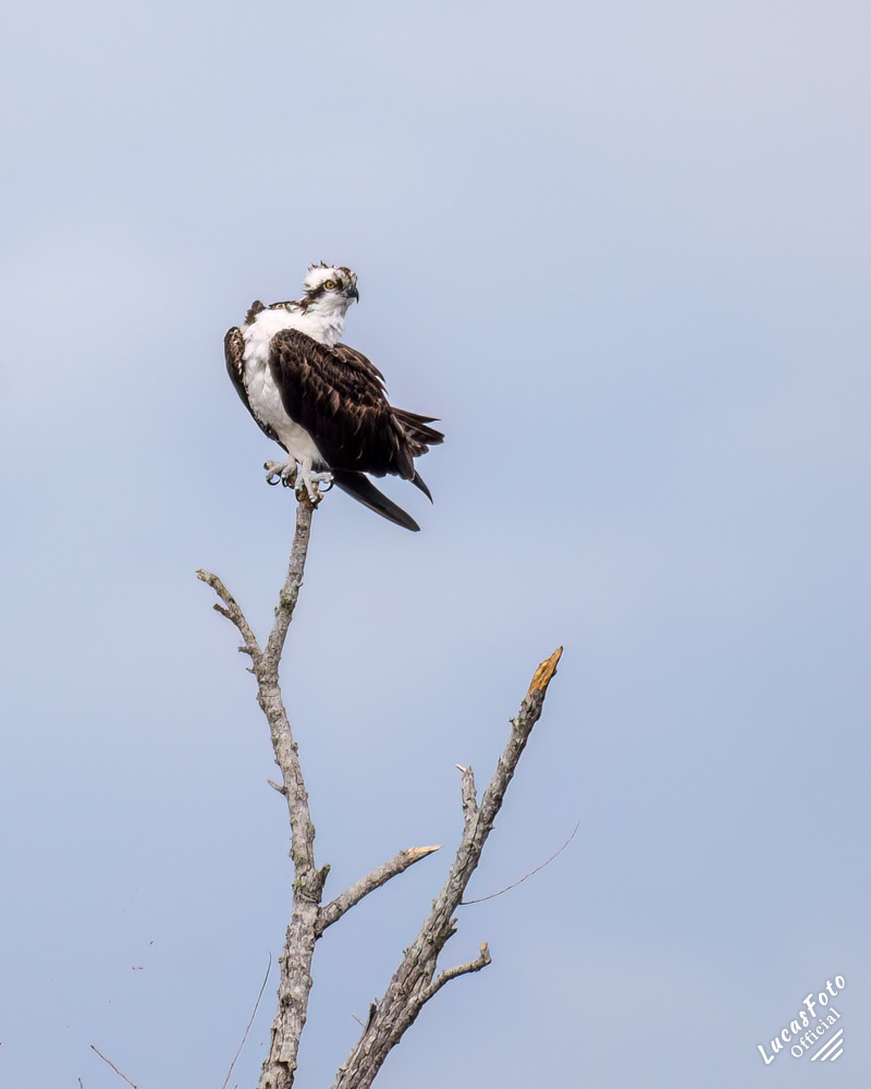 Osprey