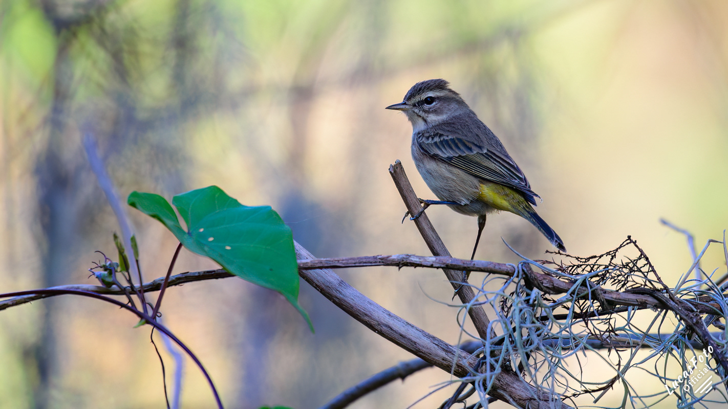 Palm Warbler
