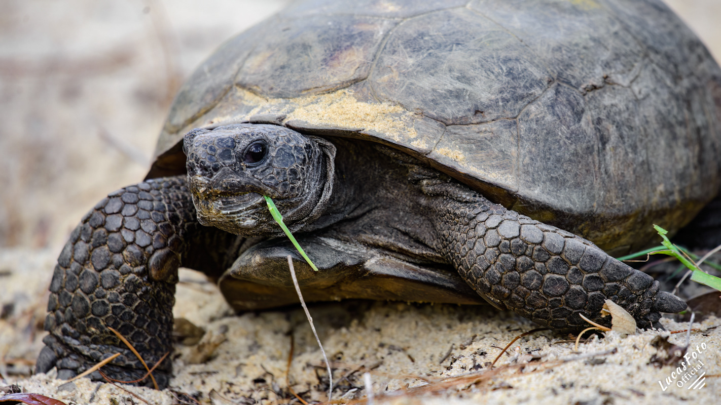 Gopher tortoise