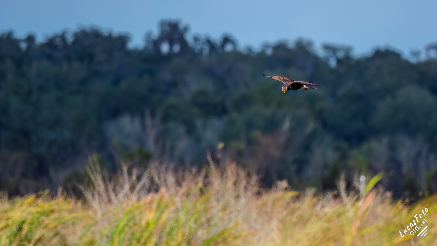 Snail Kite