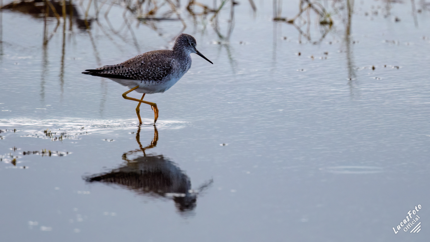 Lesser Yellowlegs