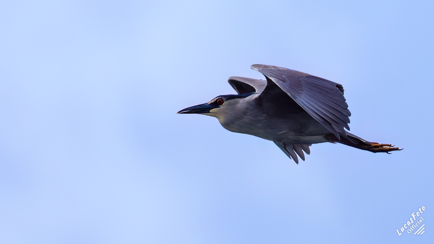 Black-crowned Night Heron