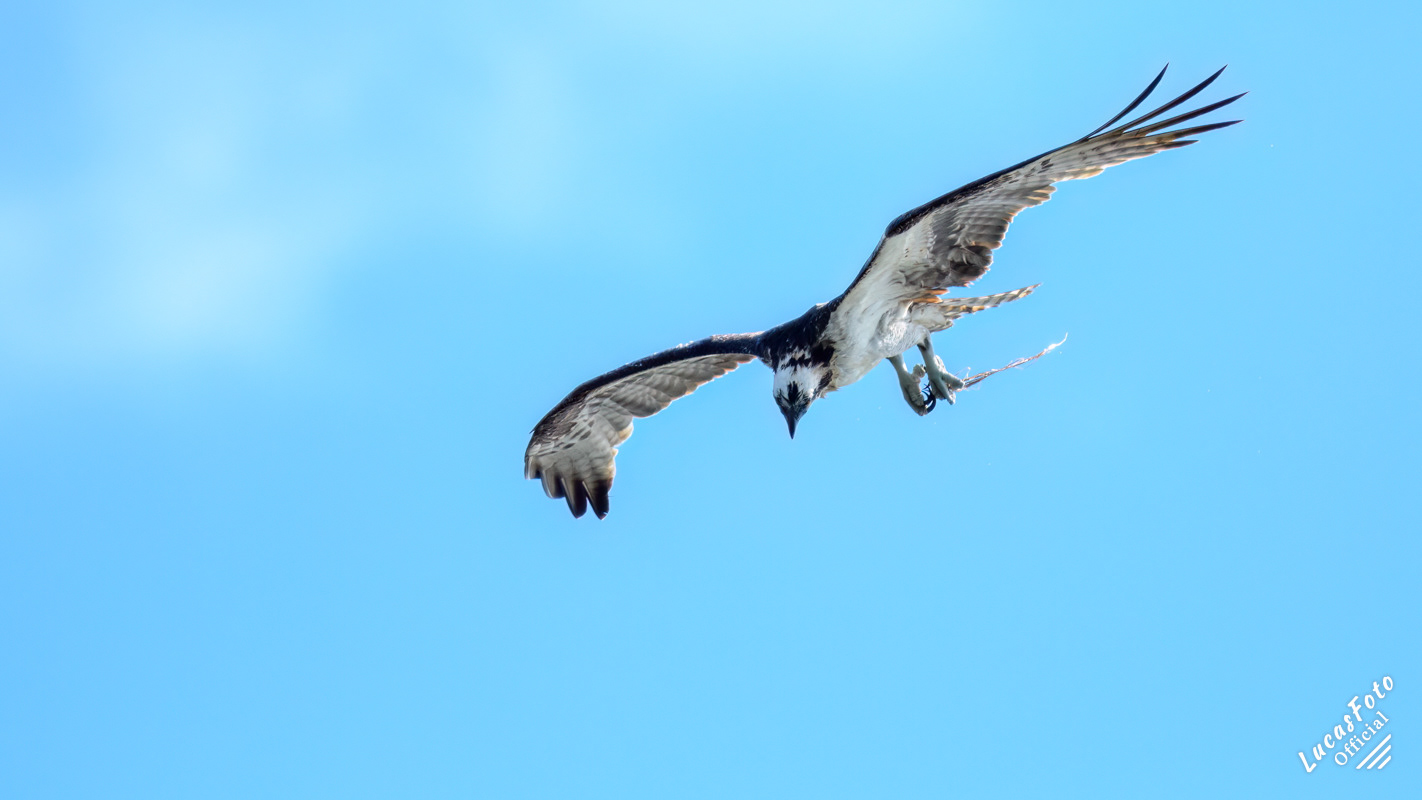 Osprey