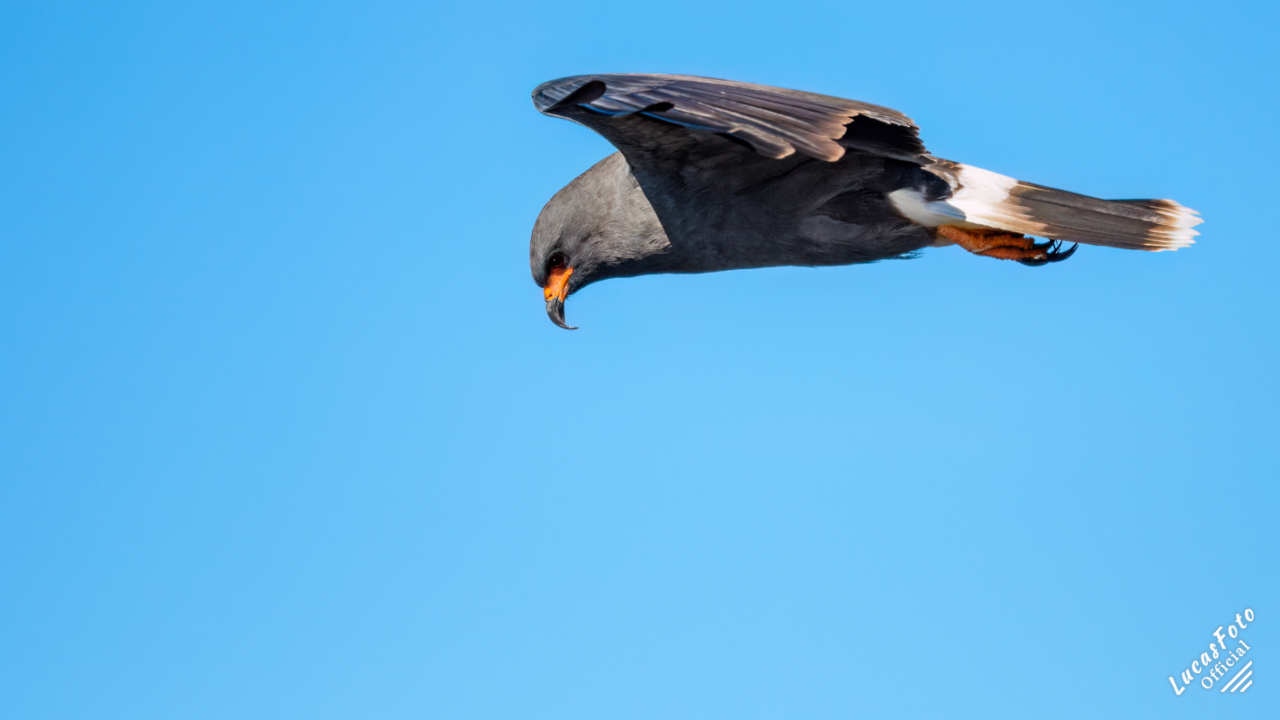 Snail Kite