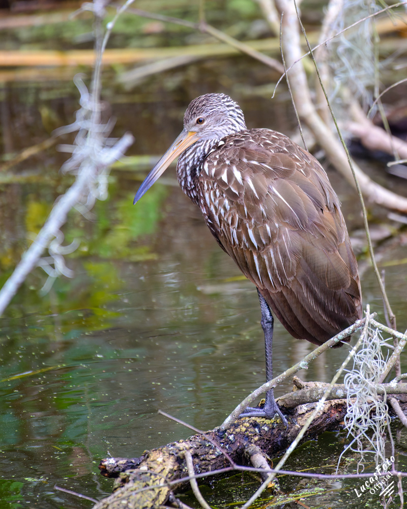 Limpkin