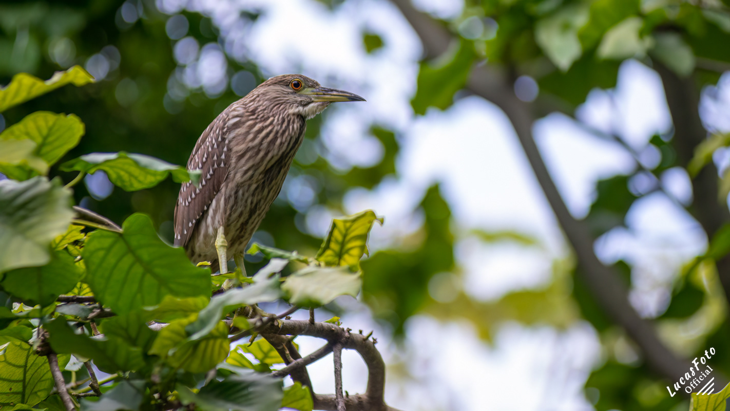 Black-crowned Night Heron