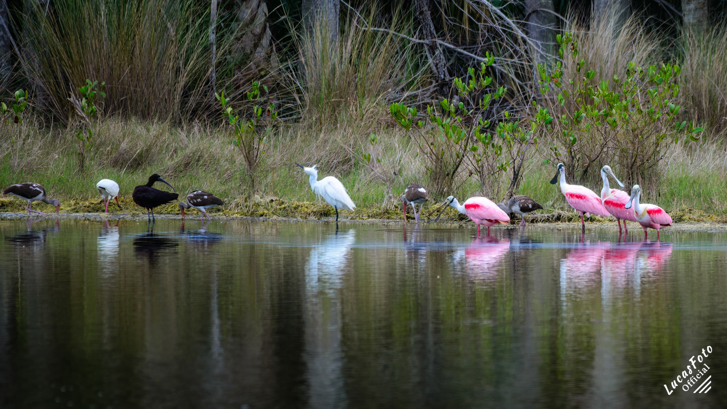 Glossy Ibis / White Ibis / Snowy Egret / Roseate Spoonbill