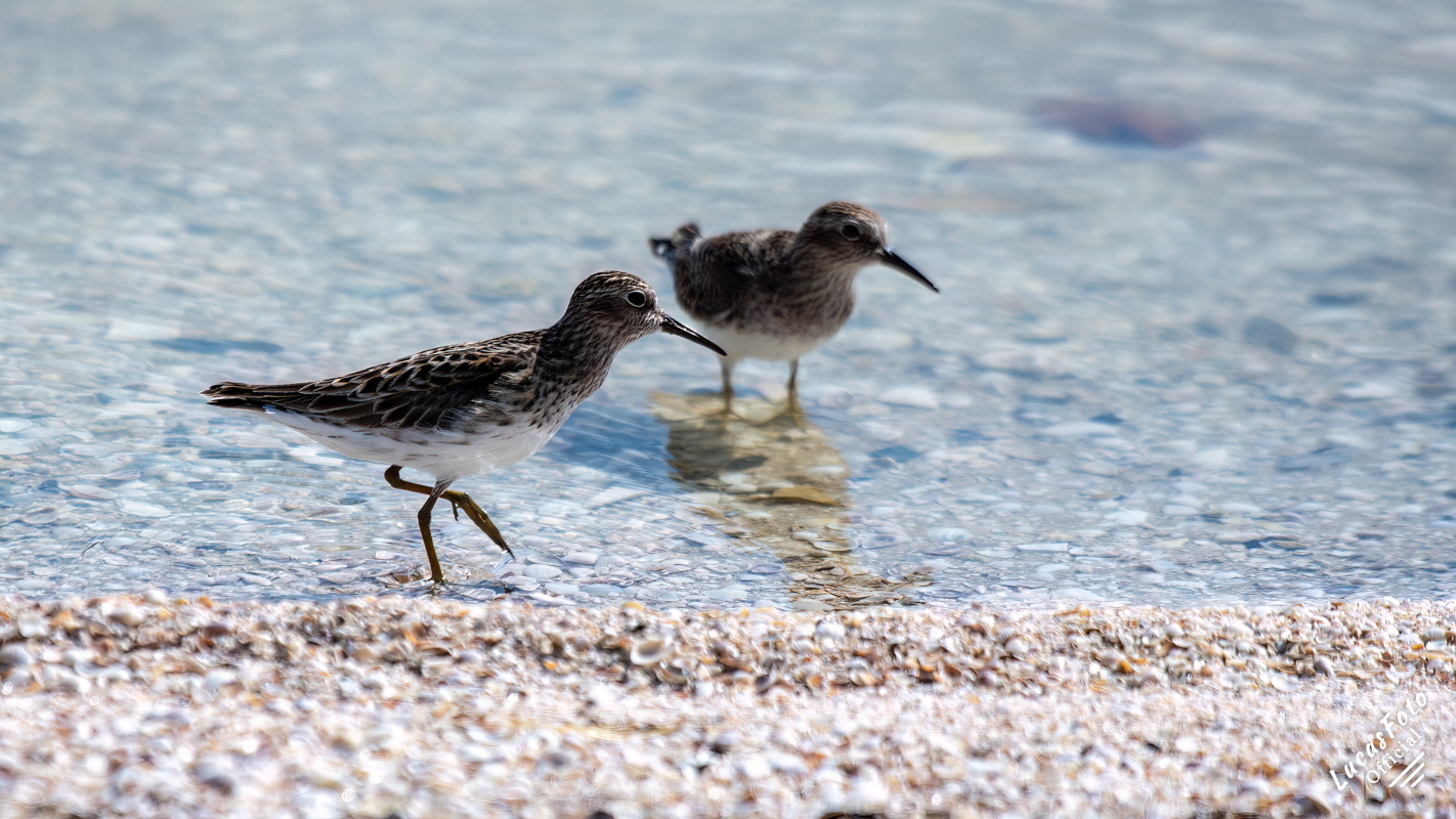 Least Sandpiper
