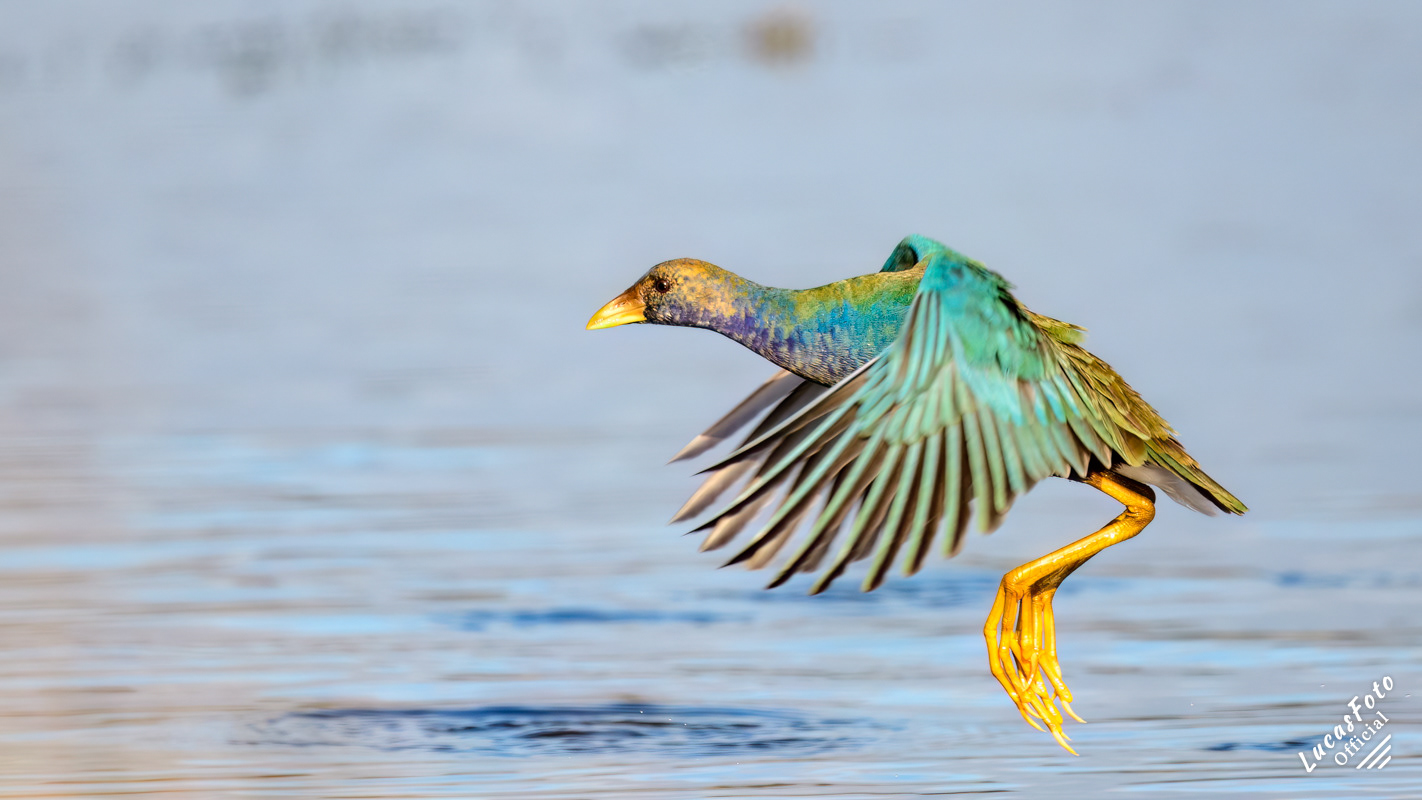 Purple Gallinule
