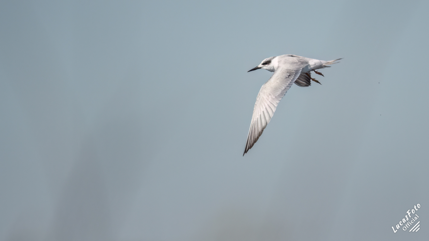 Forster's Tern