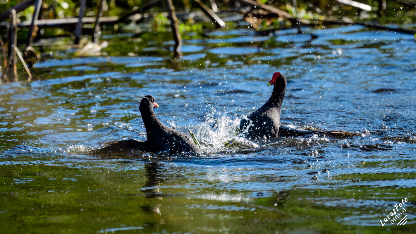Common Gallinule