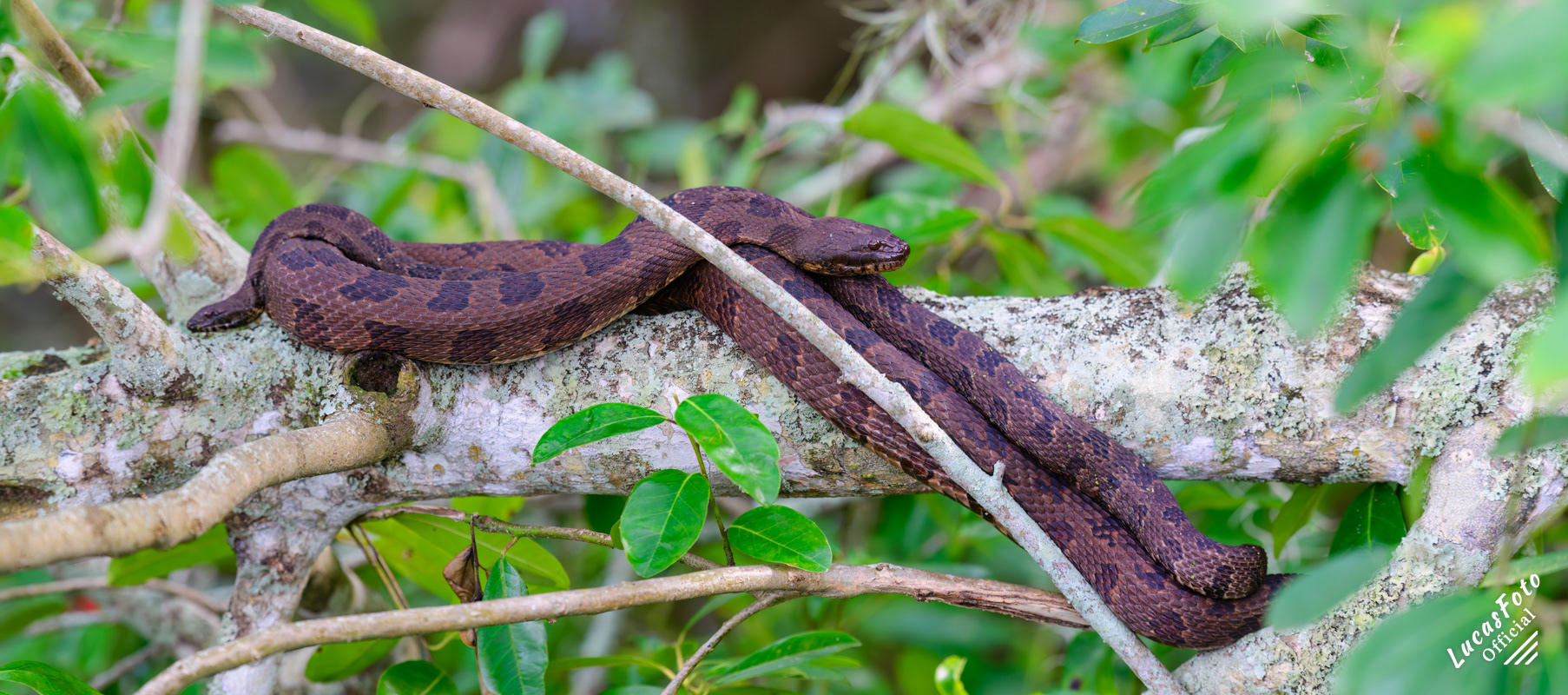 Brown Watersnake