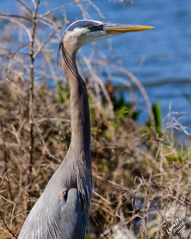 Great Blue Heron