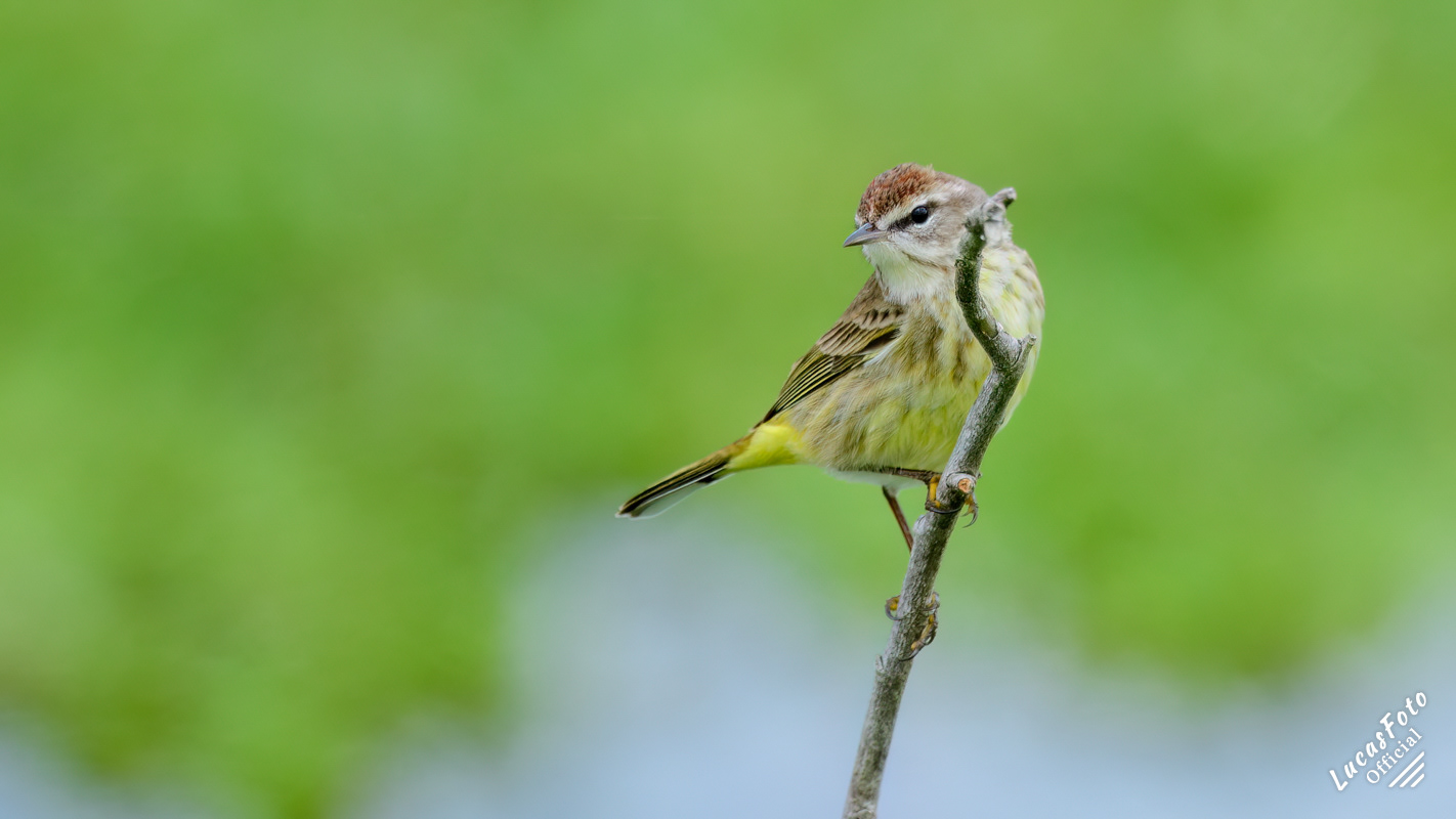 Palm Warbler