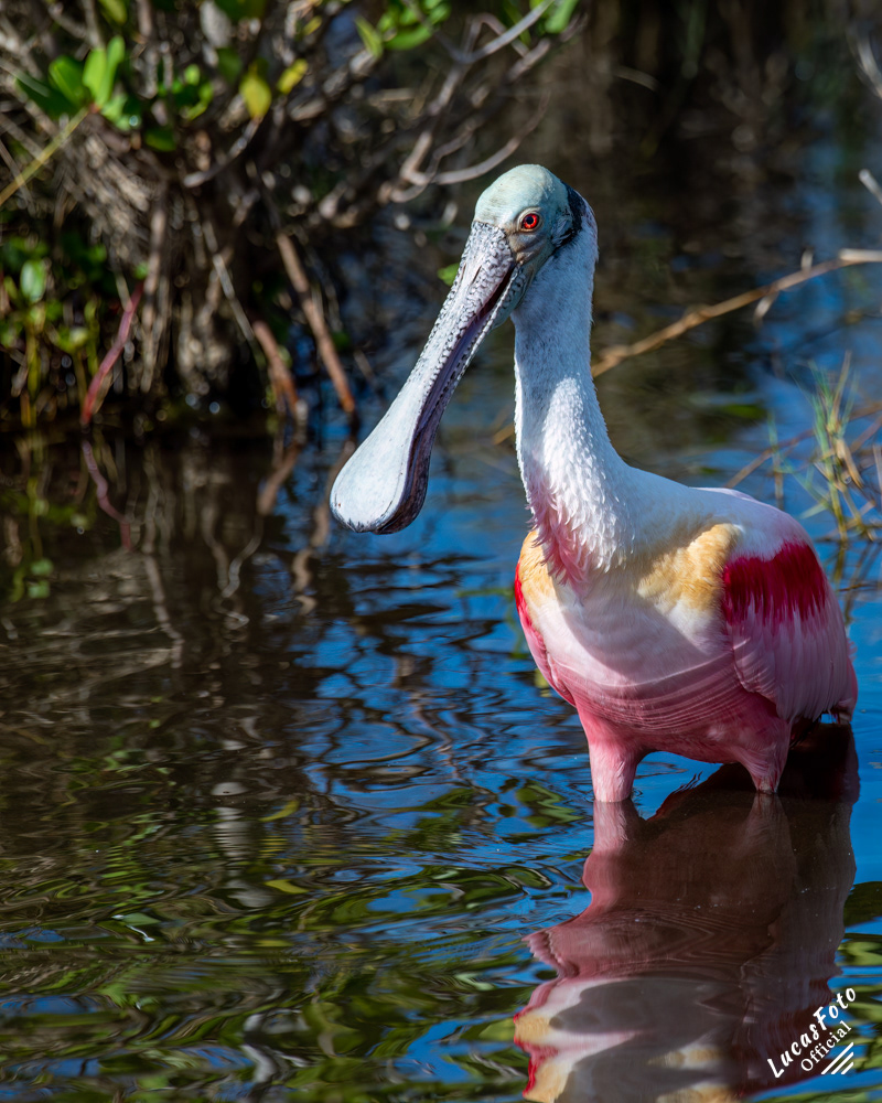 Roseate Spoonbill