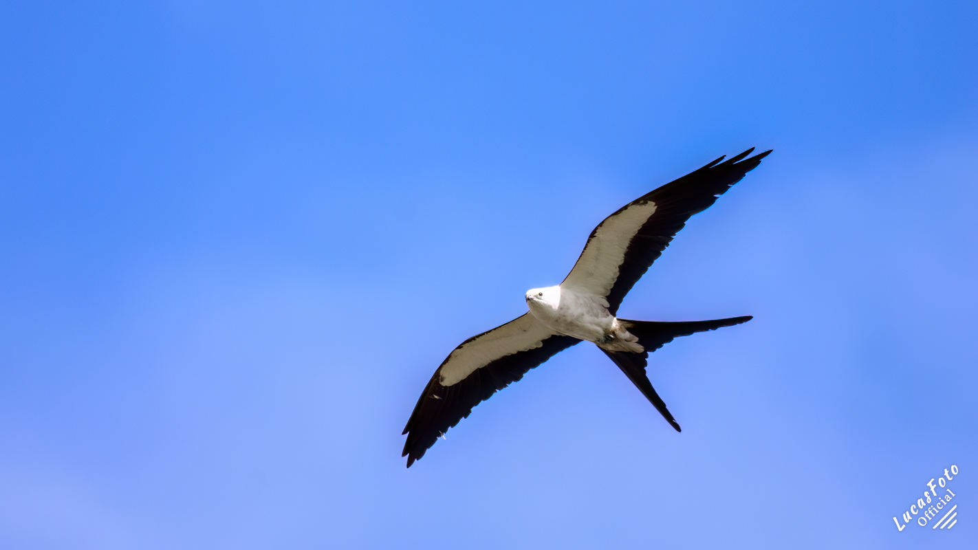 Swallow-tailed Kite