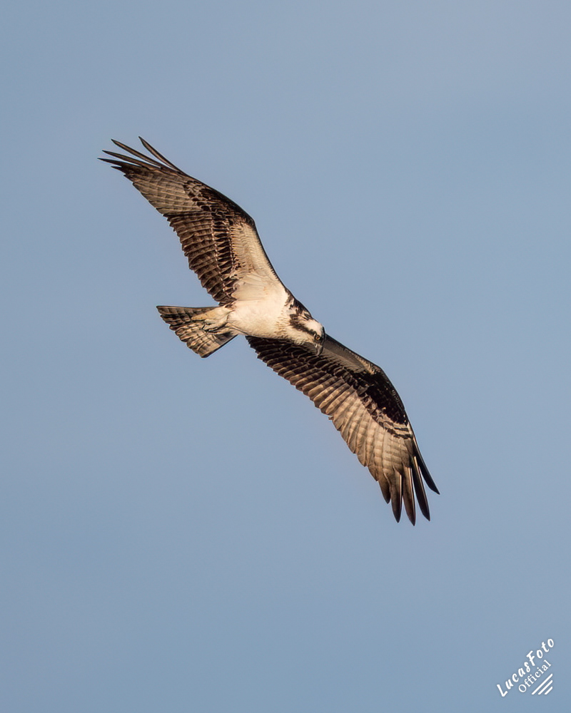 Osprey