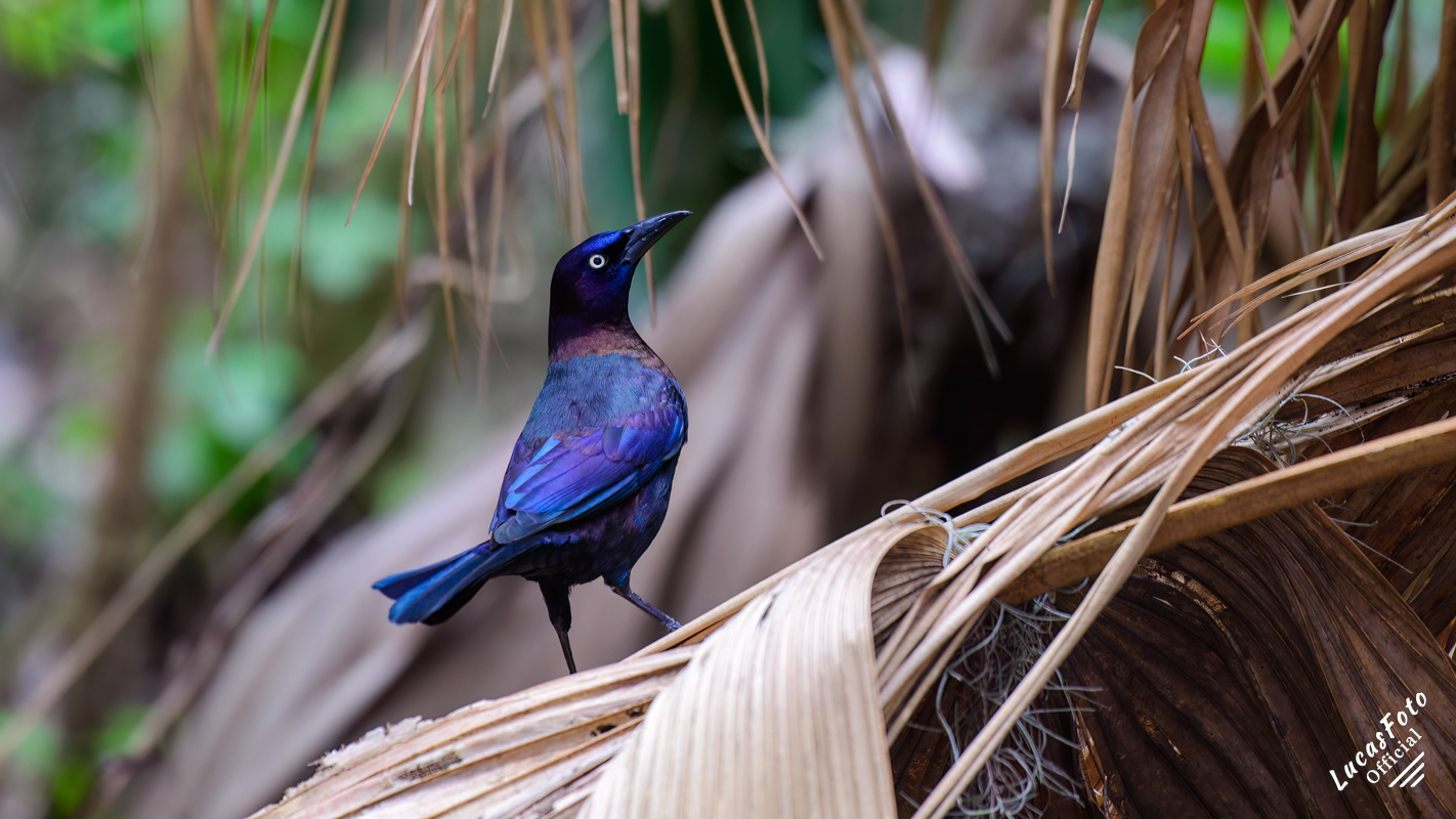 Common Grackle