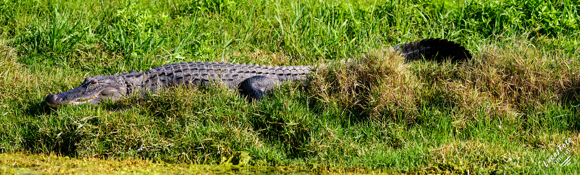 Alligator