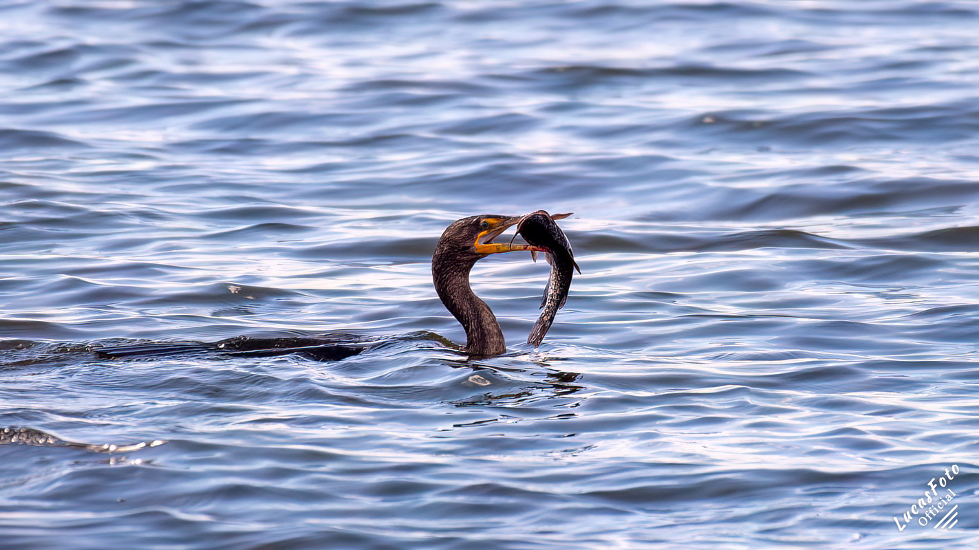 Double-crested Cormorant