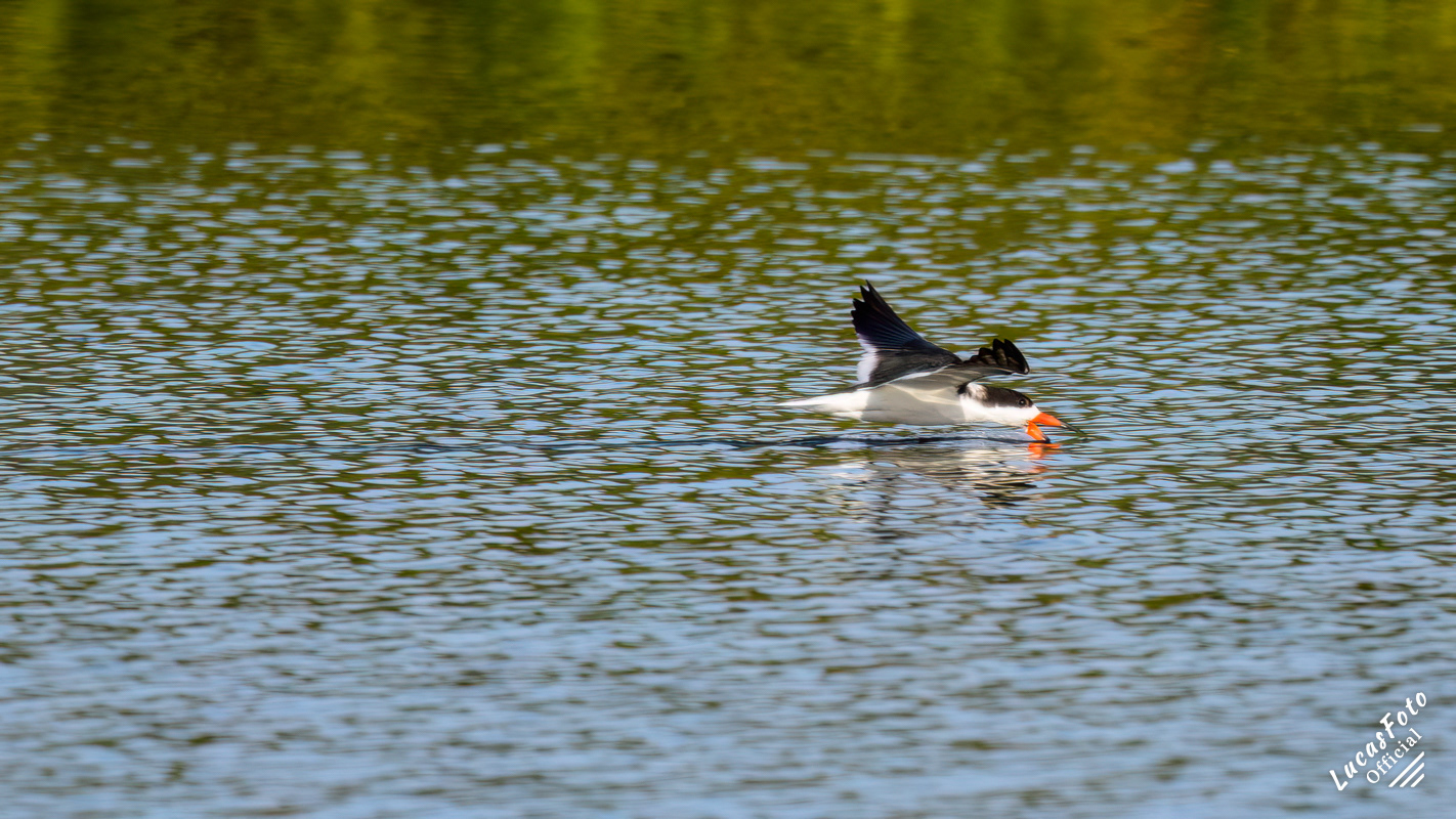 Black Skimmer