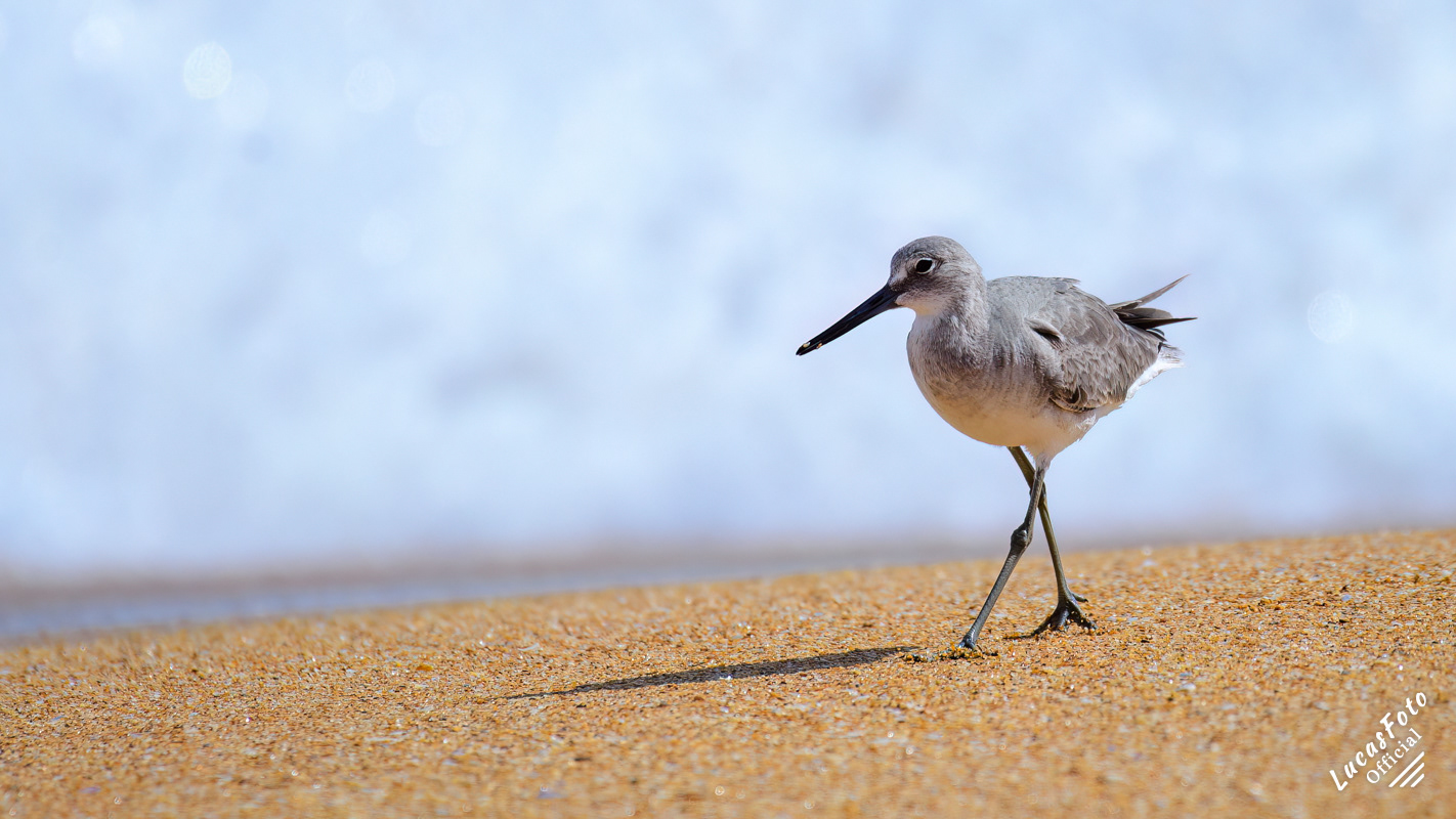 Willet