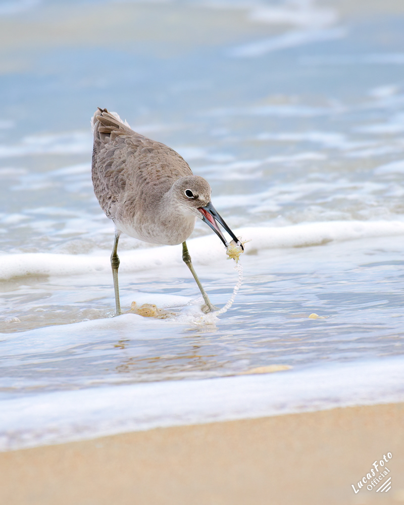 Willet